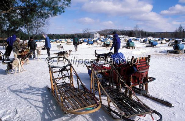 canada ontario  23.jpg - Elevage chiens de traîneauSouthriverOntarioCanada